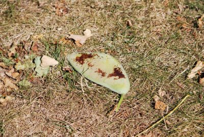 Gymnocladus dioica - nahovětvec dvoudomý - zrající plod